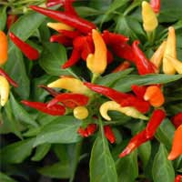 Capsicum Annuum ingredient