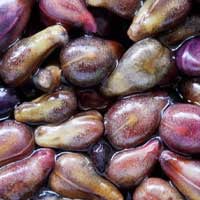 Grape Seed Extract ingredient