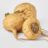 Maca Root ingredient